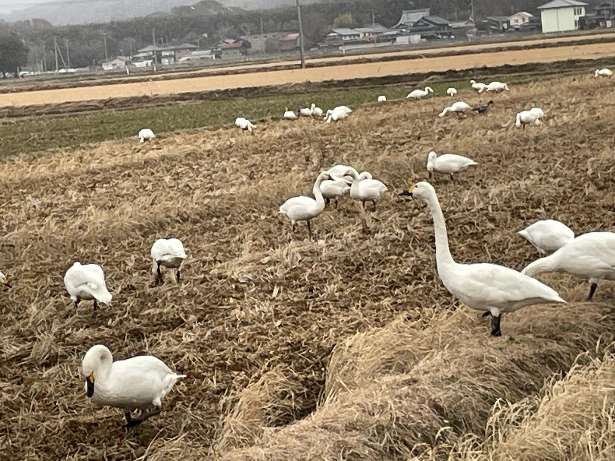 湖白【コハクチョウ舞う湖畔の町】伝統的な1階和室