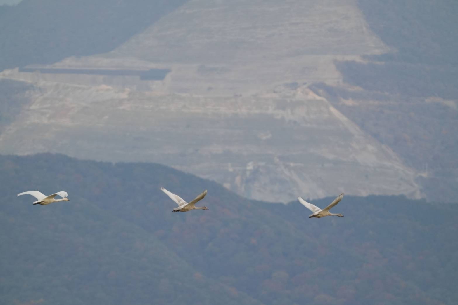 湖白【コハクチョウ舞う湖畔の町】夕日が美しい2階洋室