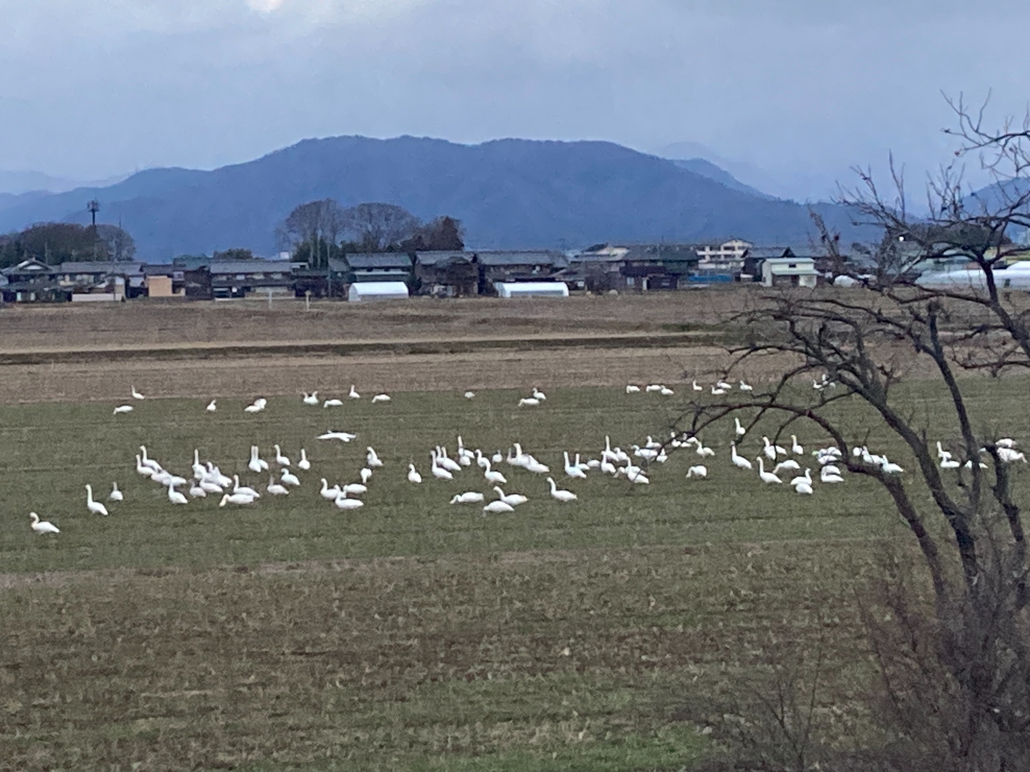 湖白【コハクチョウ舞う湖畔の町】田園風景が美しい2階和室