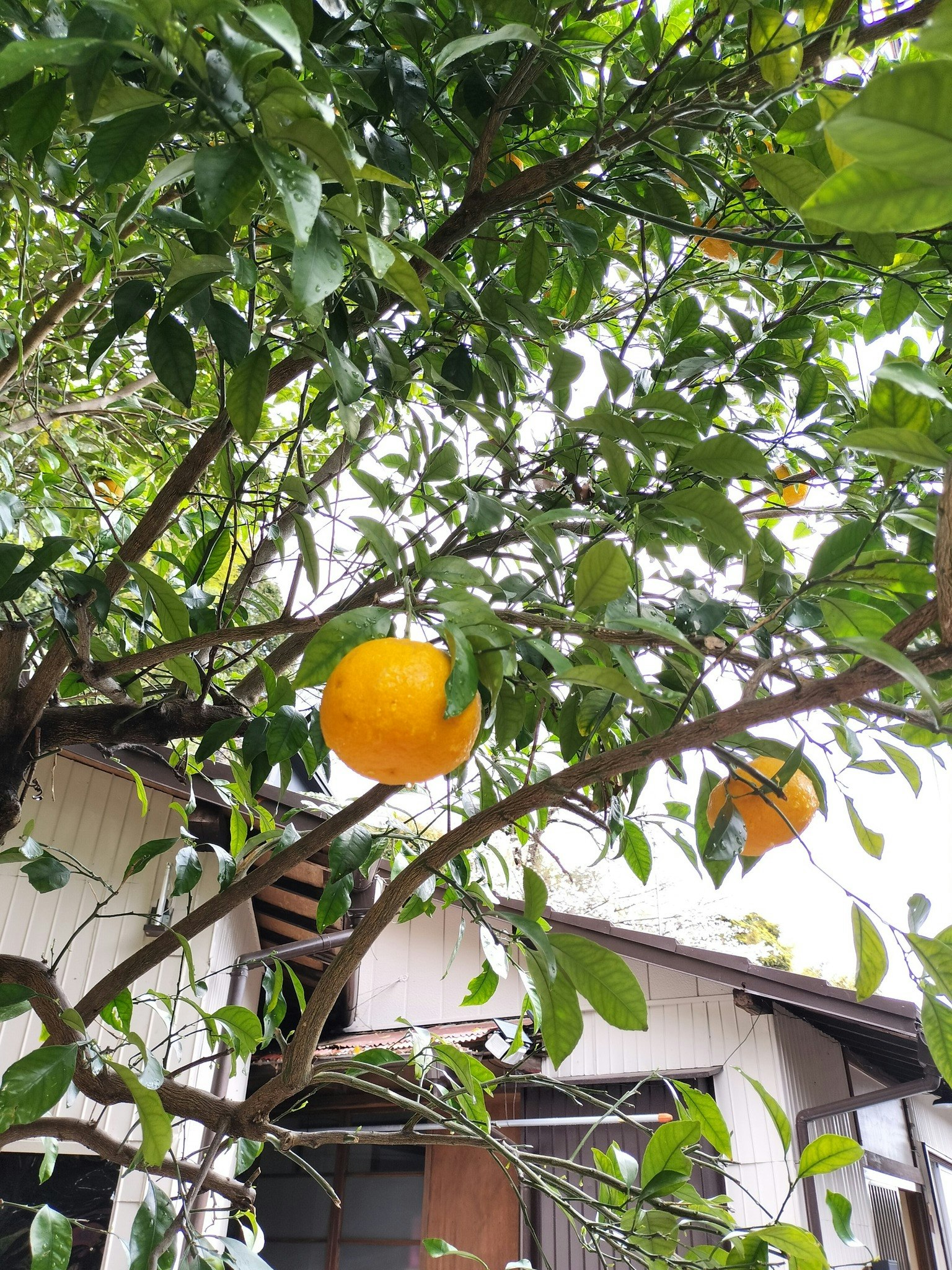 セミダブル2台+お布団