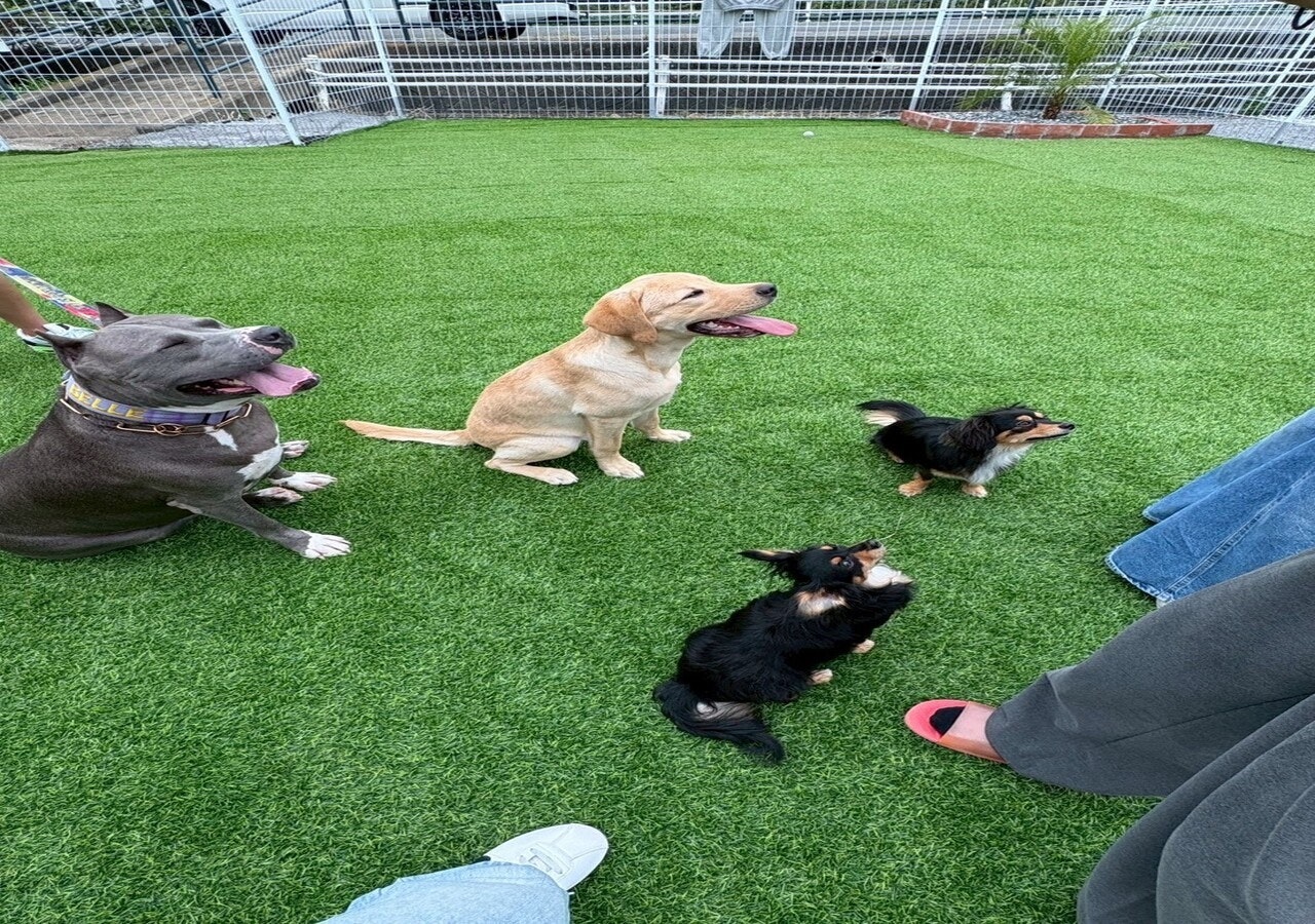 BBQ&Dog Garden!「ムーヴ戸田トレーラー」大型犬OK
