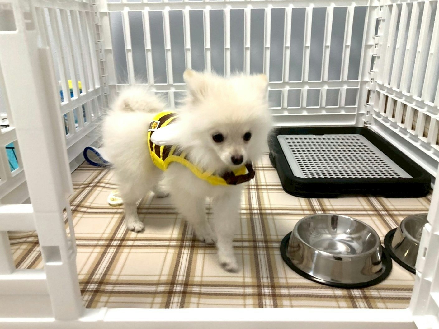 犬、ペット/最大11名/大阪、心斎橋、難波、USJ、京都/車で30分/バーベキュー、たこやきパーティ