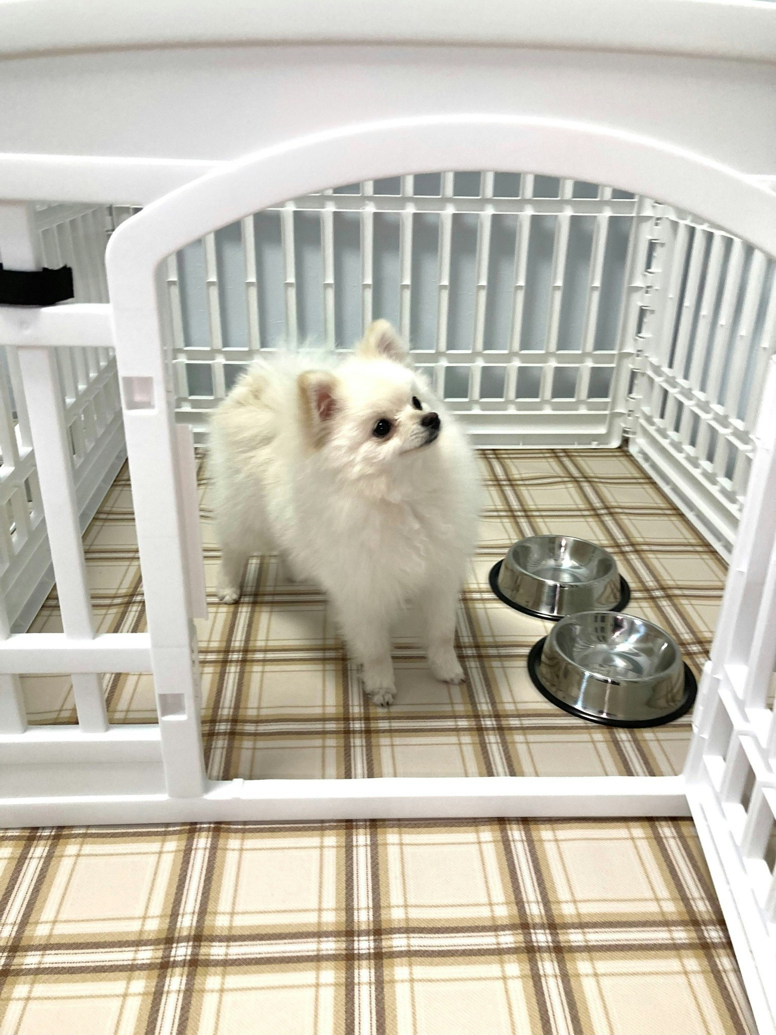 犬、ペット/最大11名/大阪、心斎橋、難波、USJ、京都/車で30分/バーベキュー、たこやきパーティ