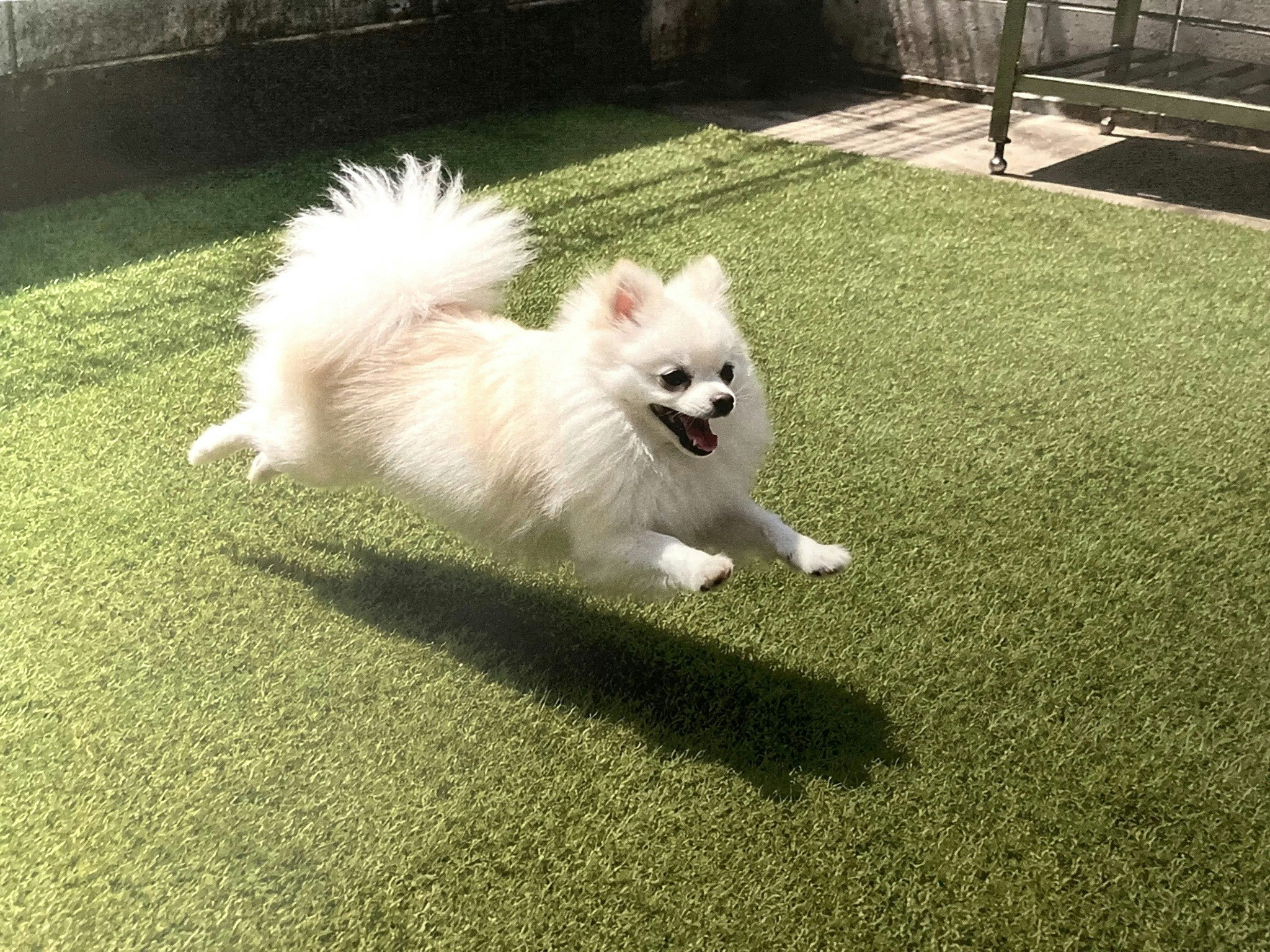 犬、ペット/最大11名/大阪、心斎橋、難波、USJ、京都/車で30分/バーベキュー、たこやきパーティ