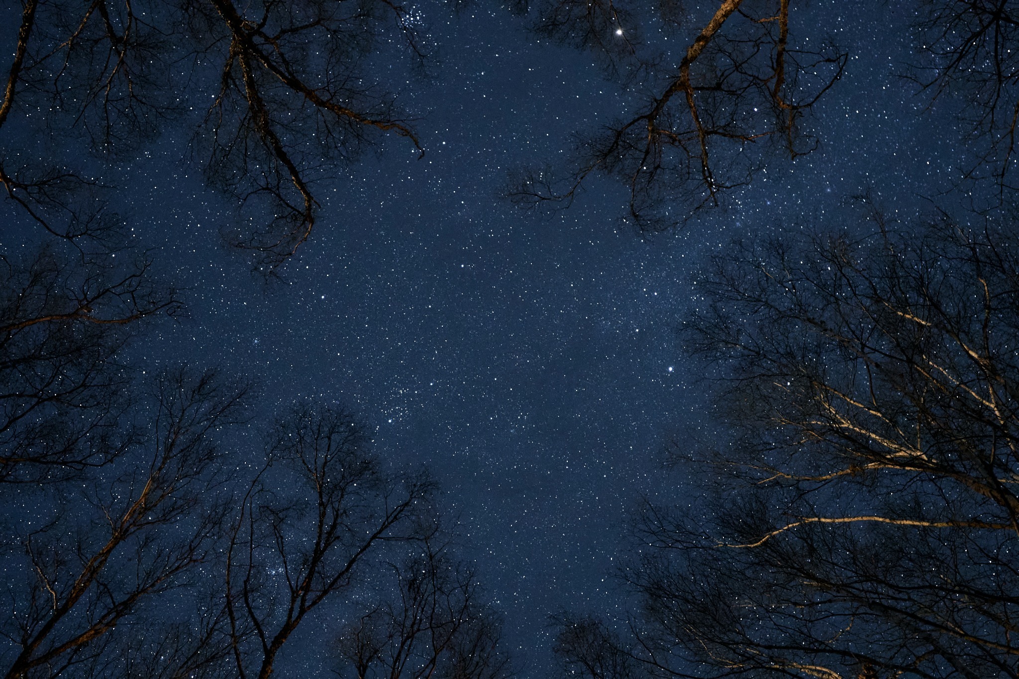 【禁煙】-Nutshell- 木の実の殻のようなキャビン