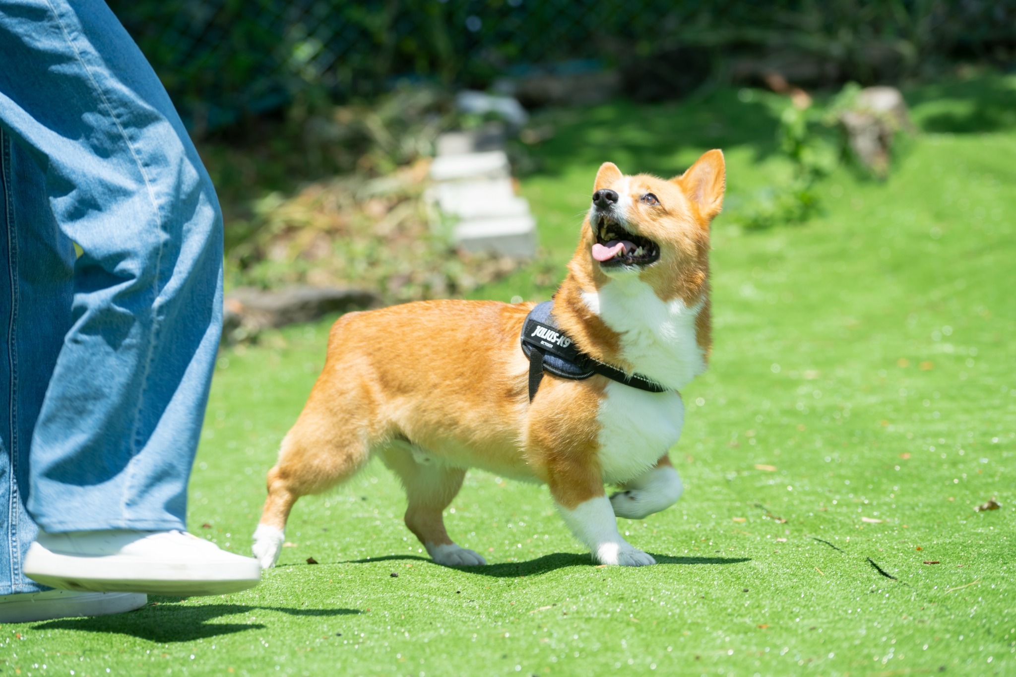 愛犬と泊まれる貸別荘/素泊まり/最大9名/サウナ/温泉/焚火/ドッグラン