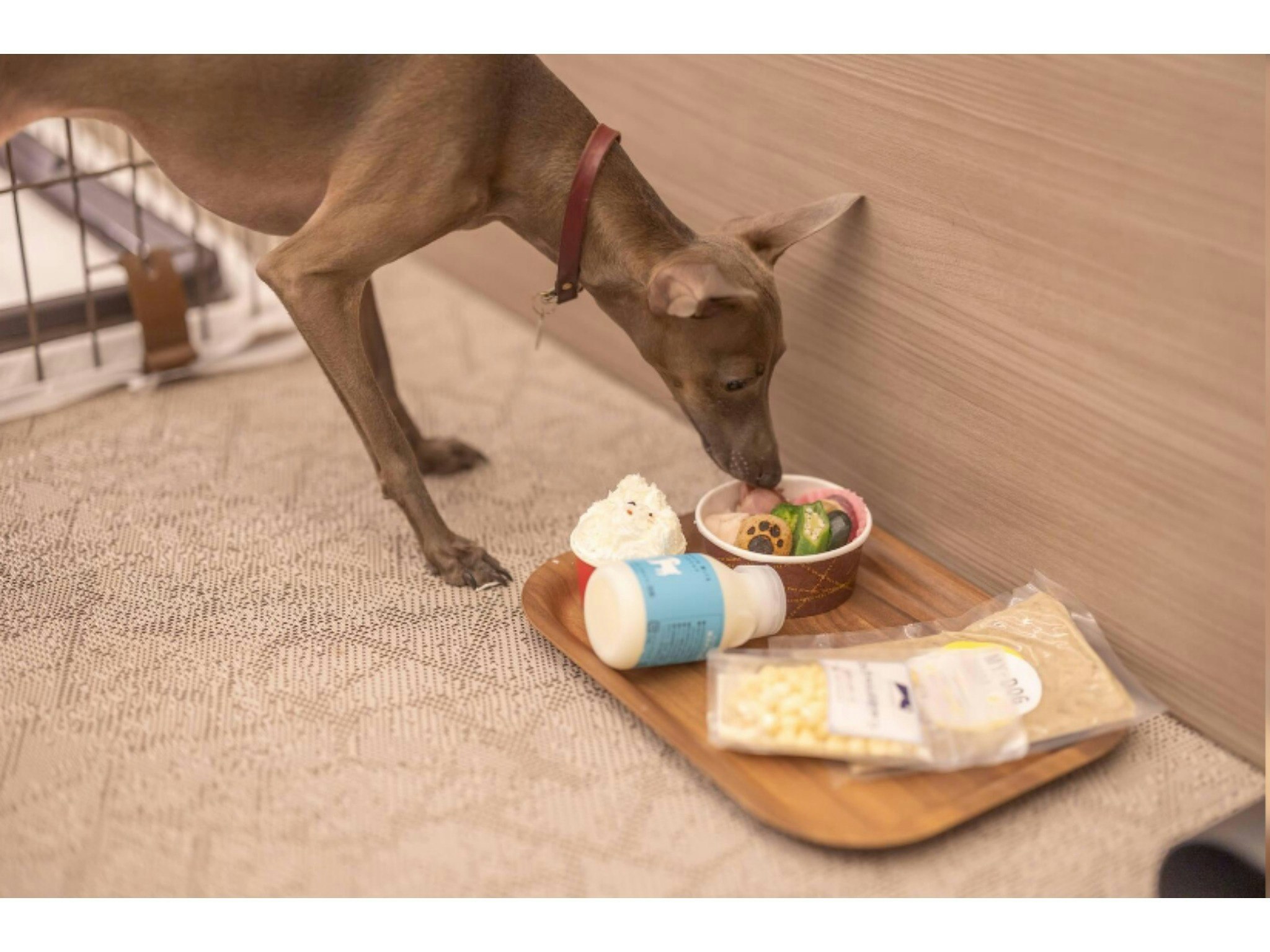 【禁煙】ポラリス(プレジデンシャルスイート)【愛犬の無添加ごちそう付きプラン】夕朝食付き