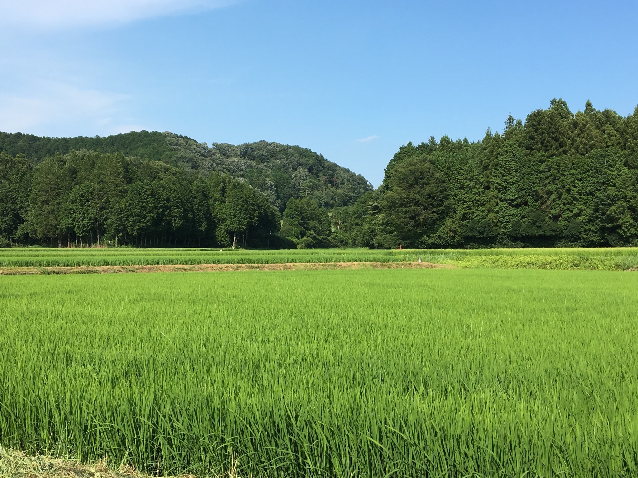 The rainy season has over and The hot Summer has begun.Rice field.