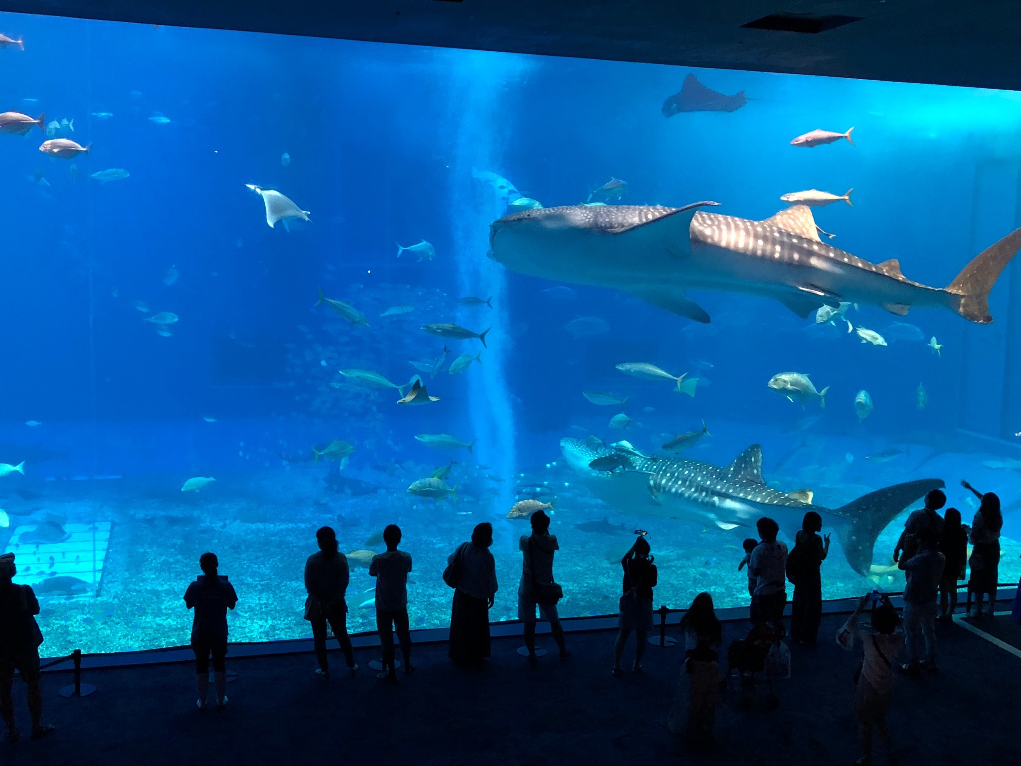 ・美ら海水族館まで車で約15分