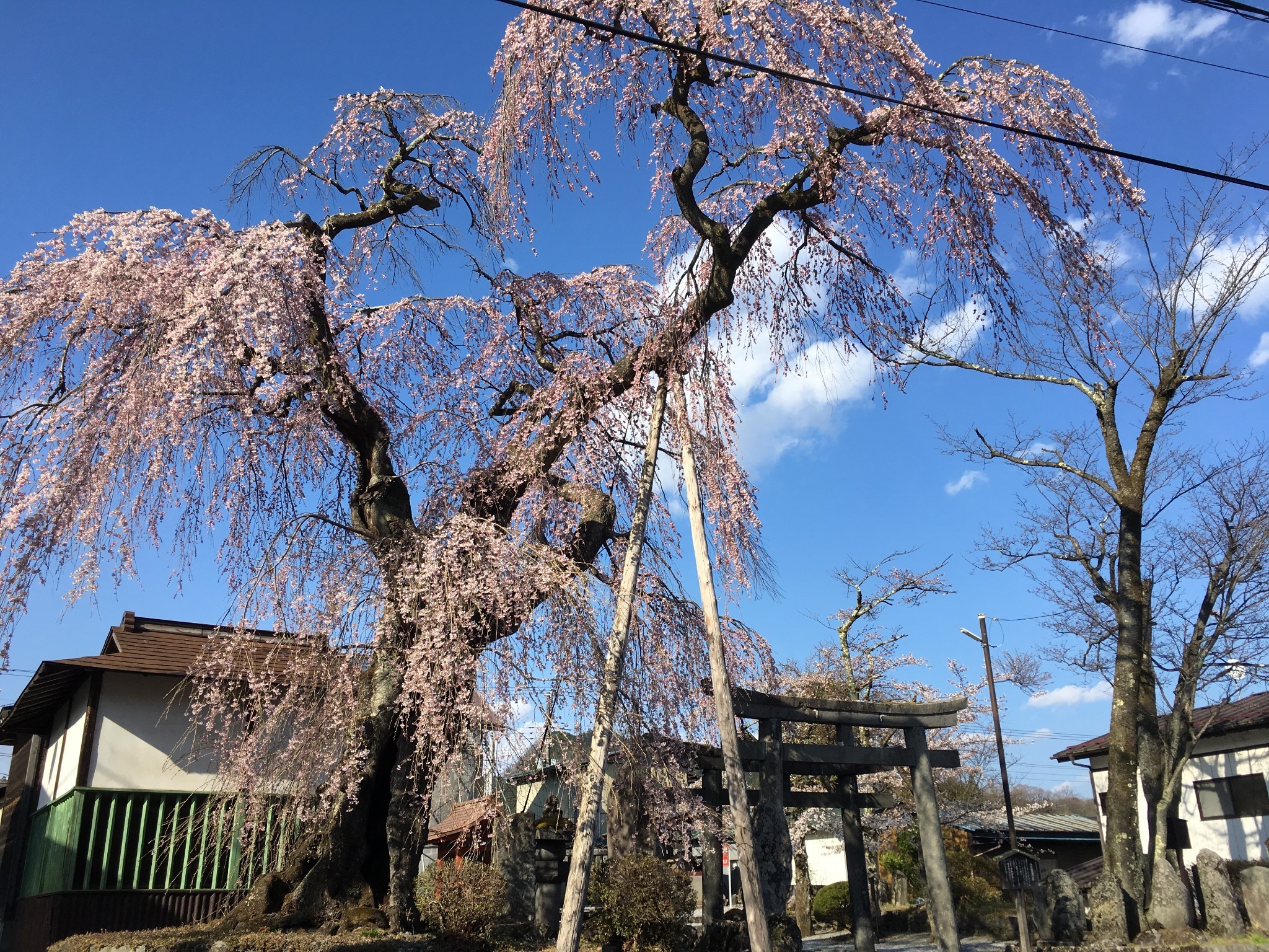 2019 Spring. At the Ohsugi shrine near by. Koku Bosatsu is enshrined.