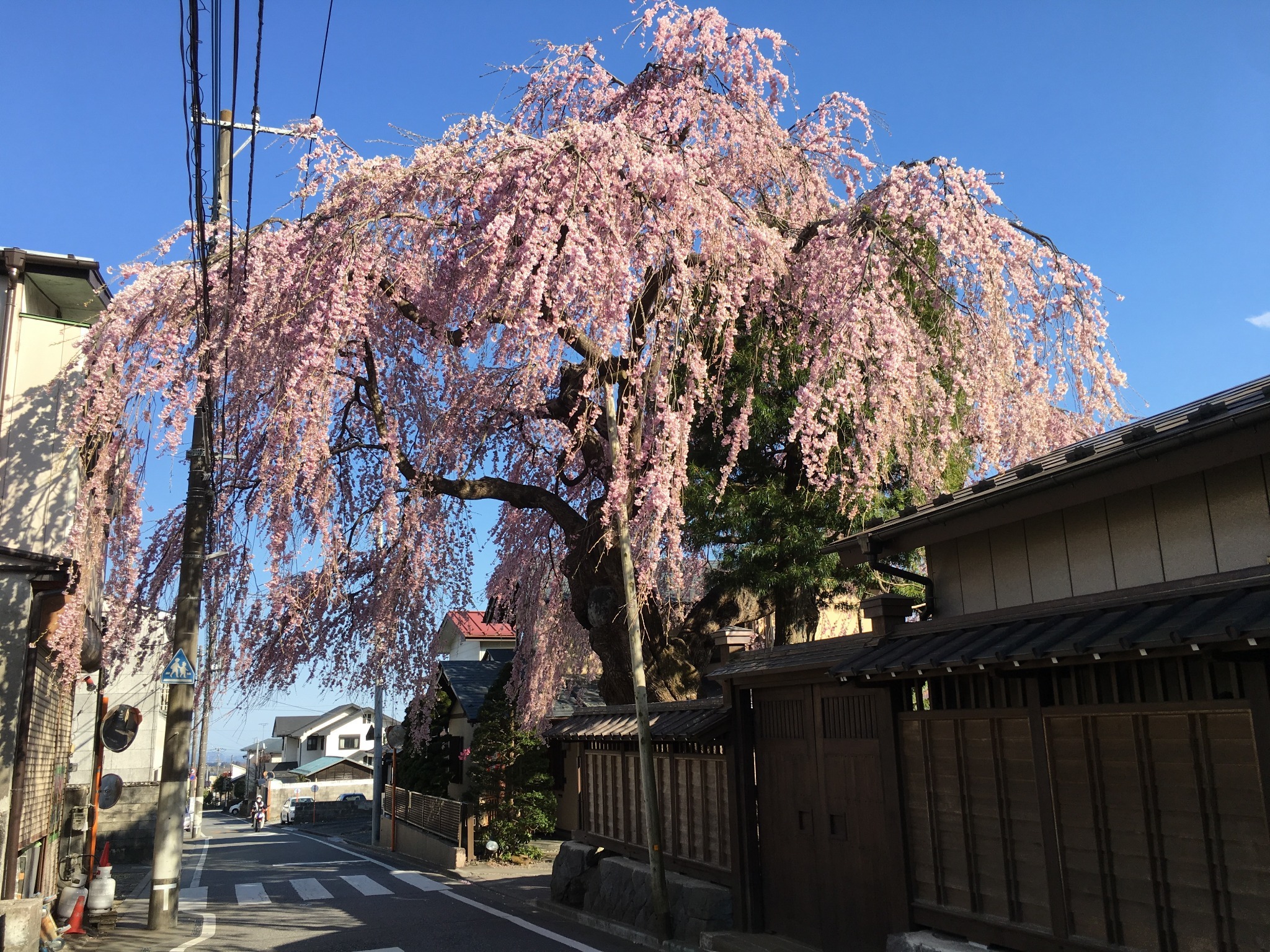 2019 Spring Cherry blossoms are in full bloom. The alley near by. Famous as Takeda Cherry blossoms.