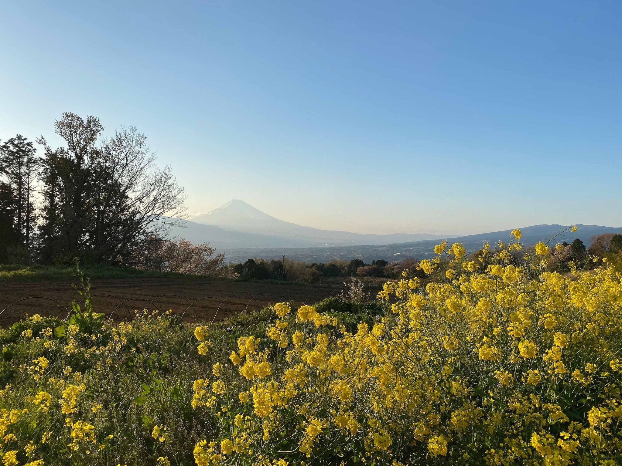 ・富士山~菜の花~