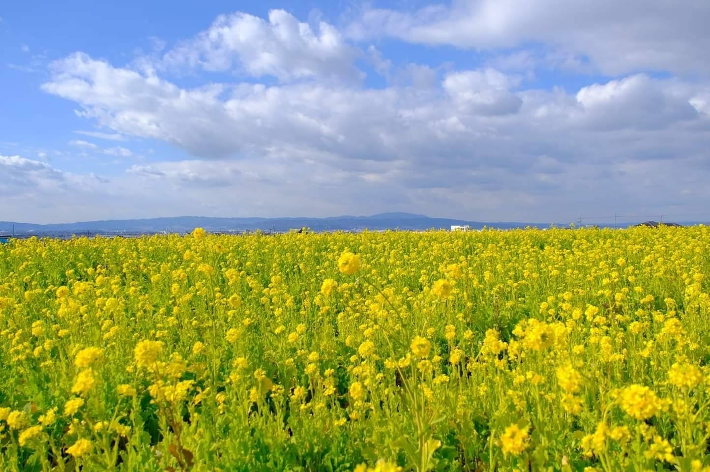 菜の花畑 徒歩5分