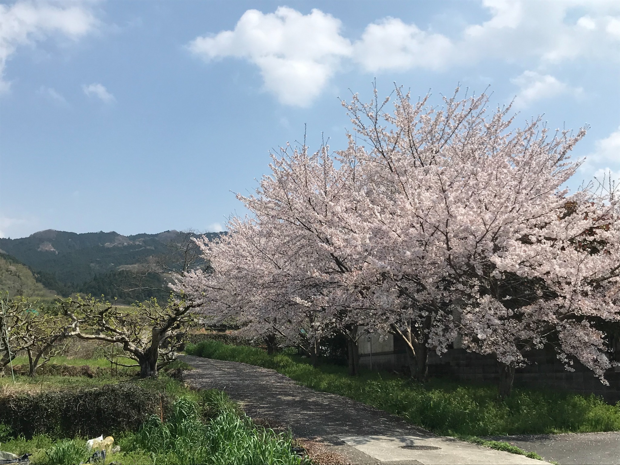 10mほど先の桜