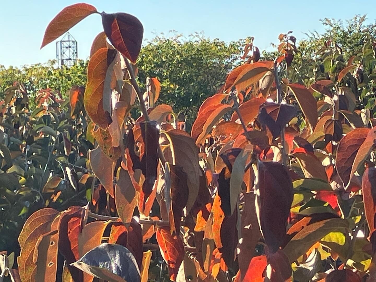 柿の木の紅葉 すぐ前