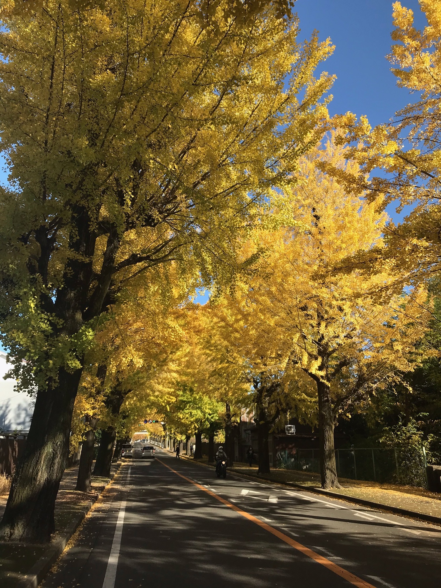 天理の銀杏並木 車で約8分