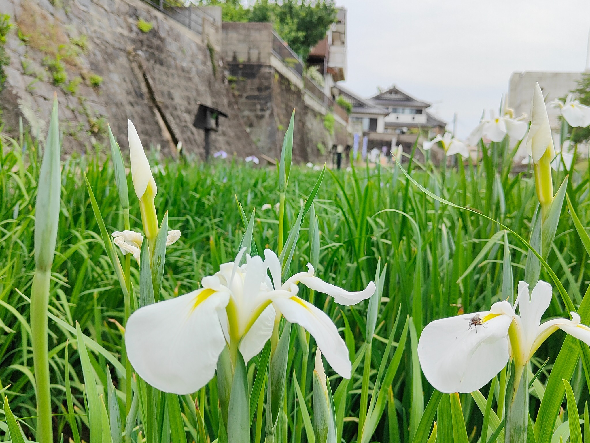 森田屋 Japanese Style Inn     金魚の間