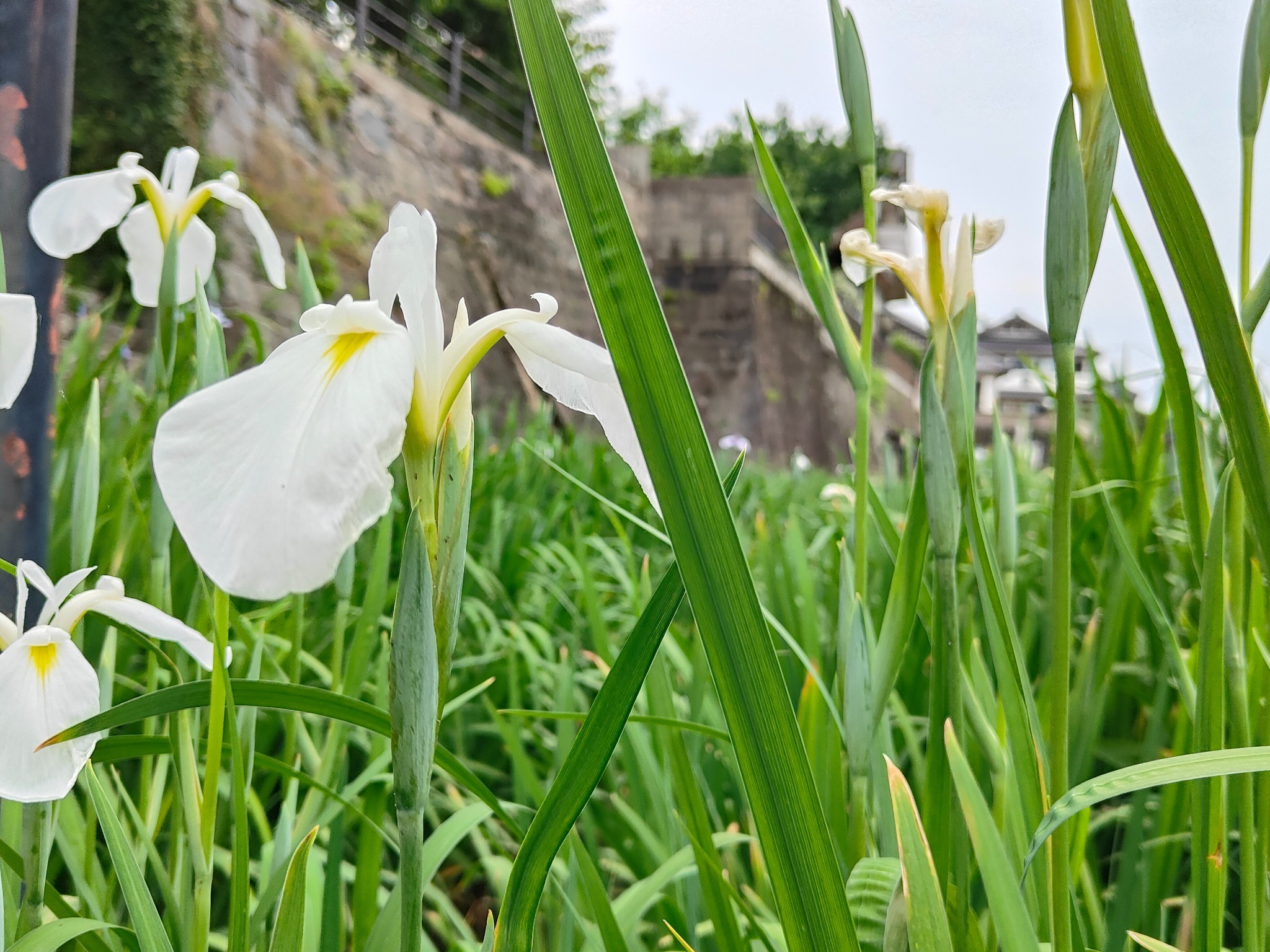 森田屋 Japanese Style Inn  虎の間