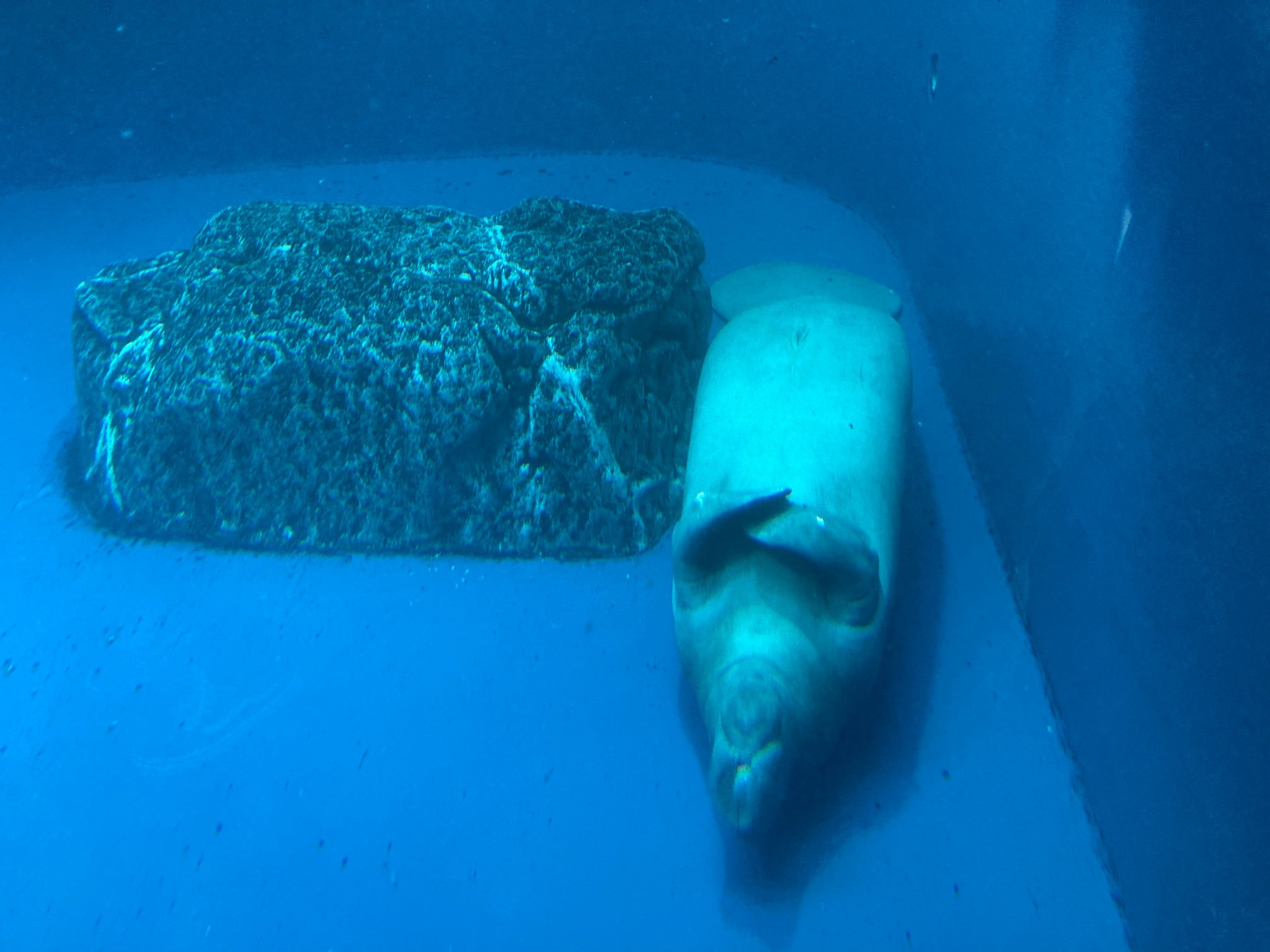 鳥羽水族館徒歩数分です