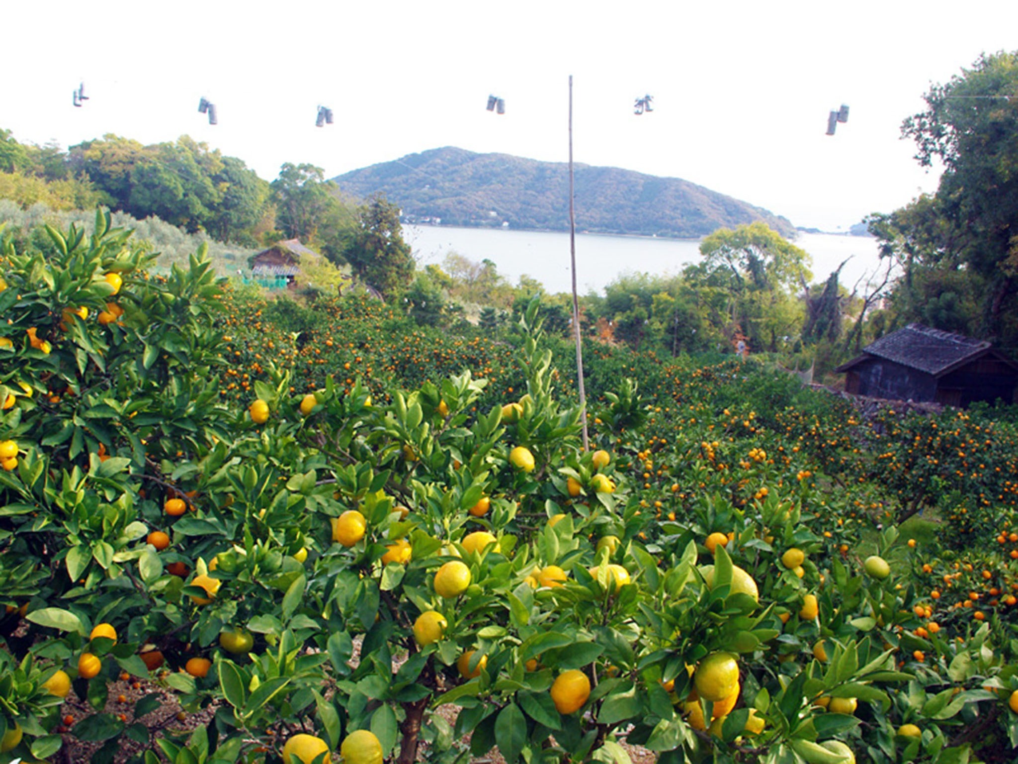 ・海と山に囲まれた瀬戸内ならではの風景