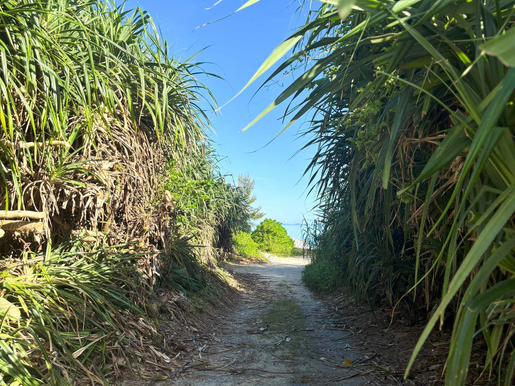 ・【景観】海まで30秒!背丈のあるグラスロードの先には根路銘海岸の砂浜がお出迎え