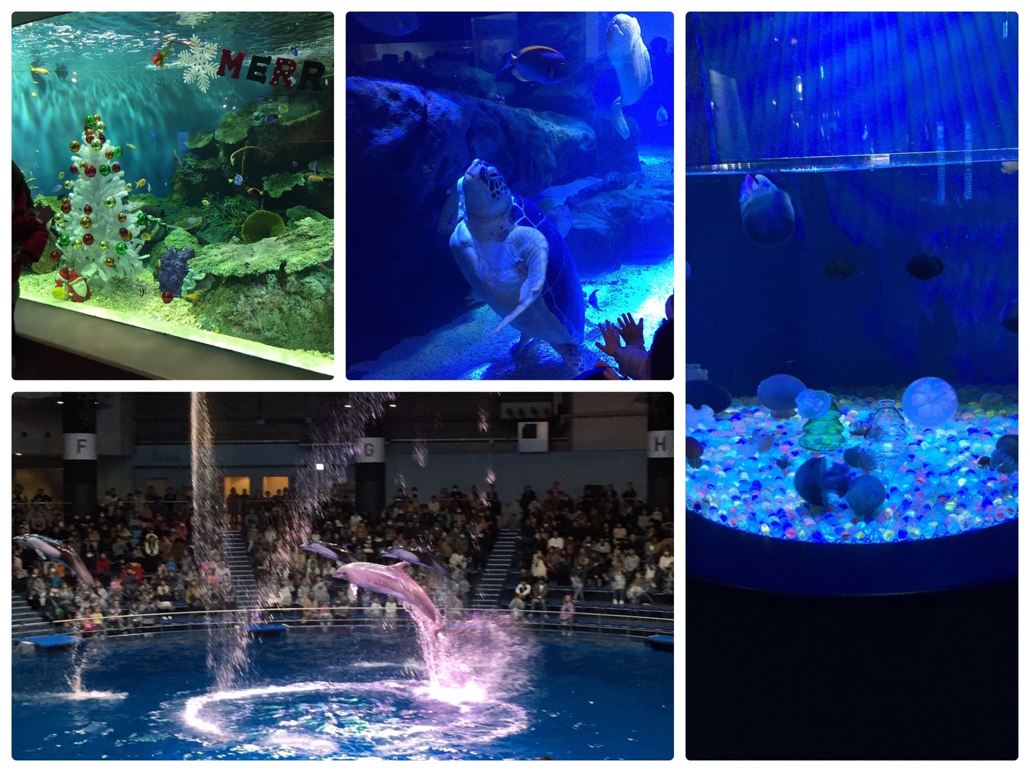 しながわ水族館 Shinagawa aquarium