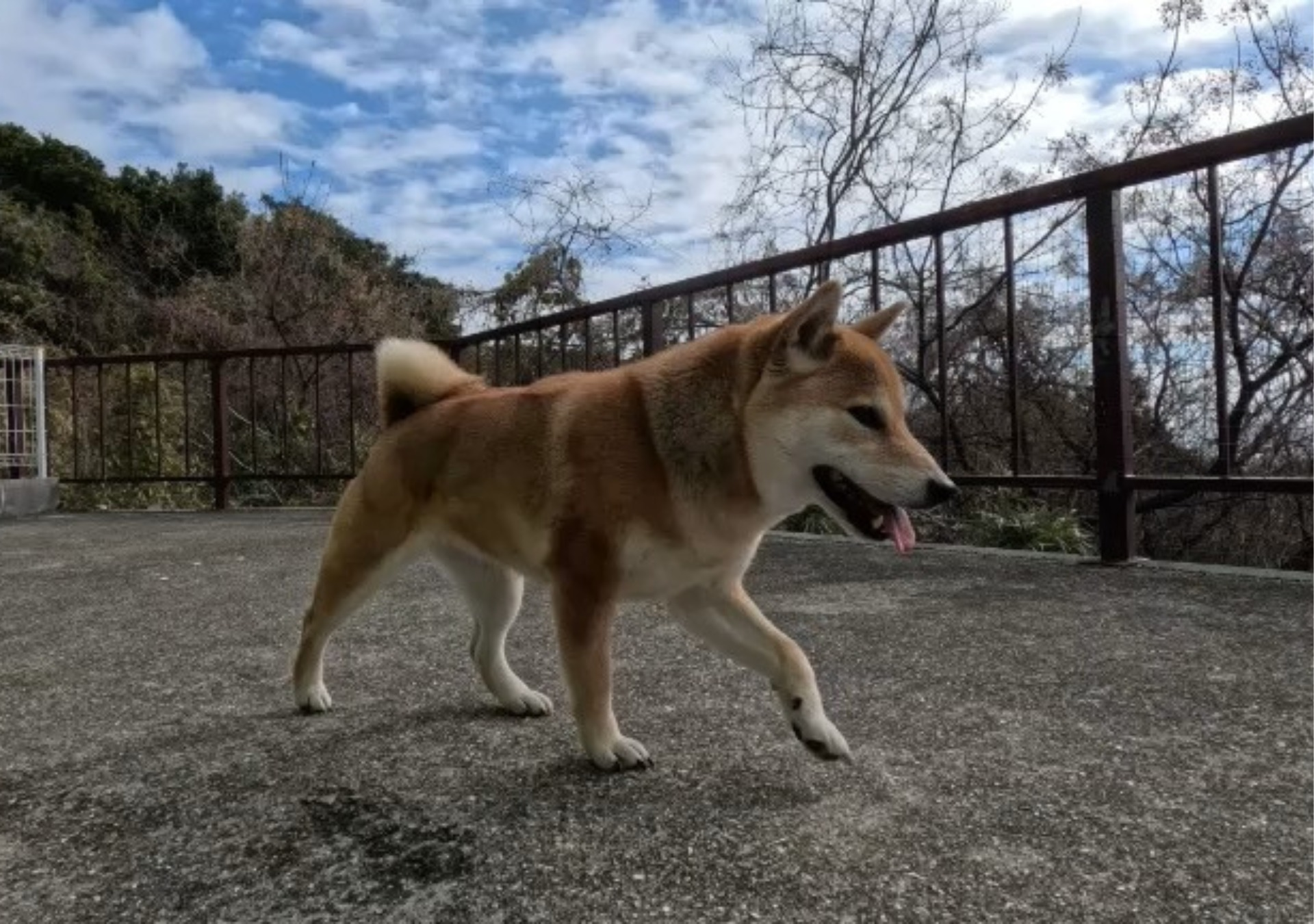 お庭は柵がありペットものびのび過ごせます。