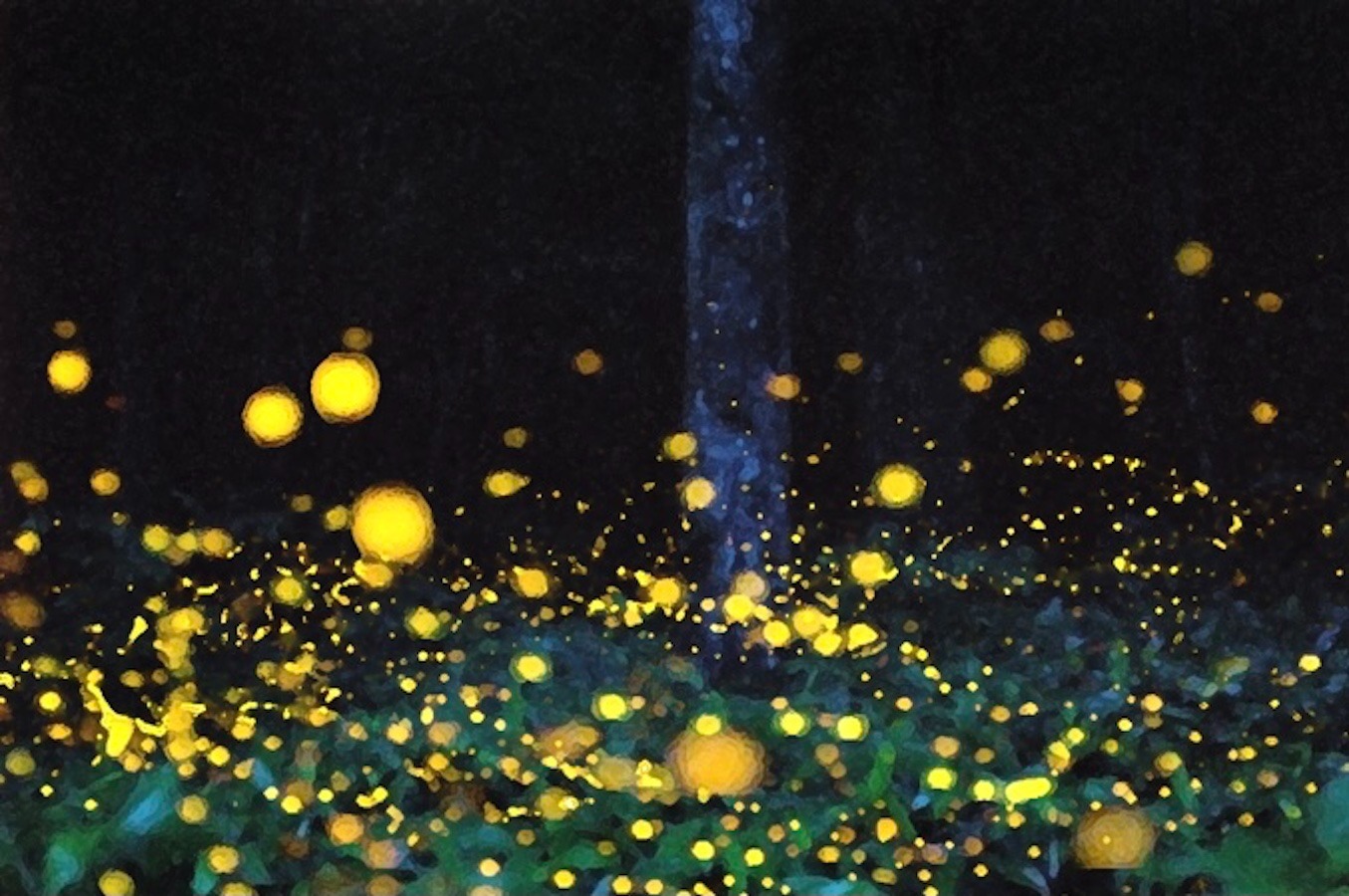 ゲンジボタル(6-7月)