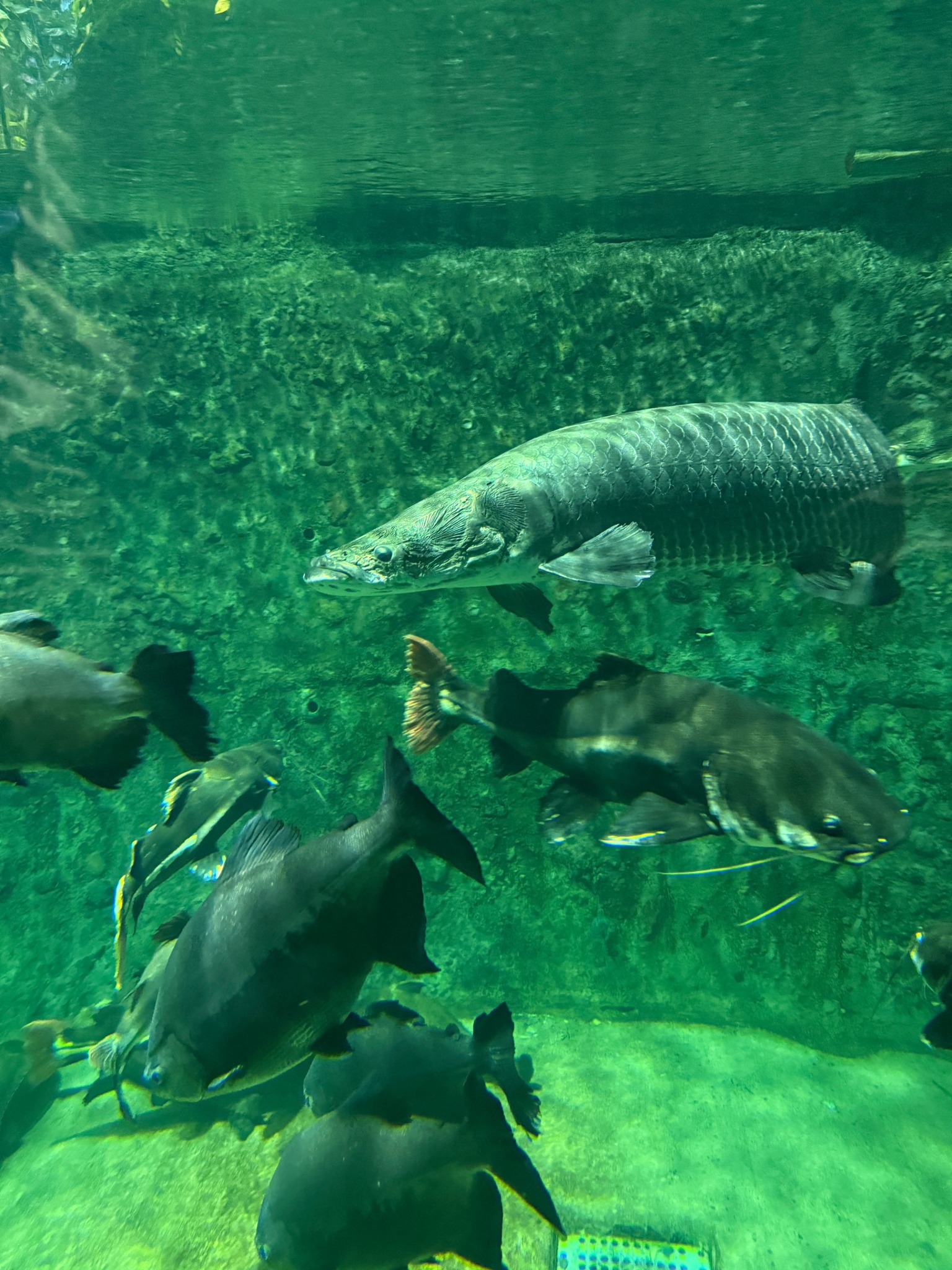 アマゾンの海 鳥羽水族館徒歩数分